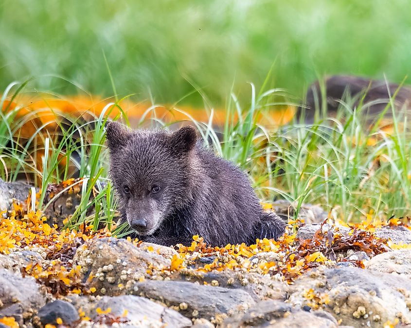 Grizzly bear cub in the Khutzeymateen Grizzly Bear sanctuary in British Columbia, Canada. Credit: Derek Young/Shutterstock.com