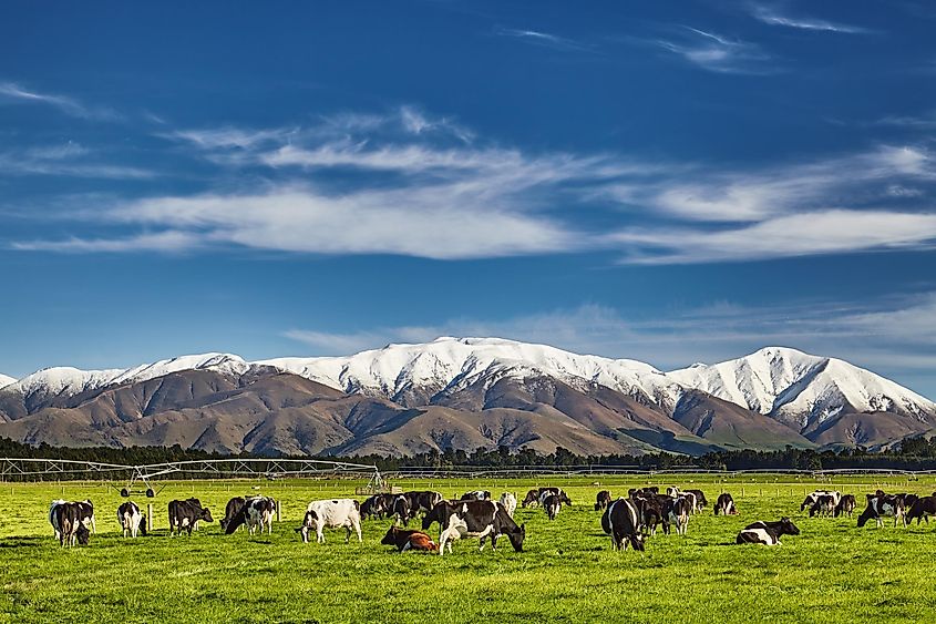 Cows in New Zealand