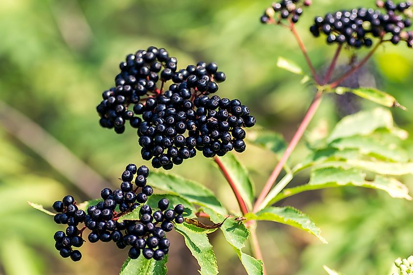 Elderberries growing on a bush.