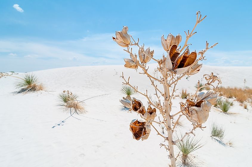 Trinity Site - White Sands National Park (U.S. National Park Service)