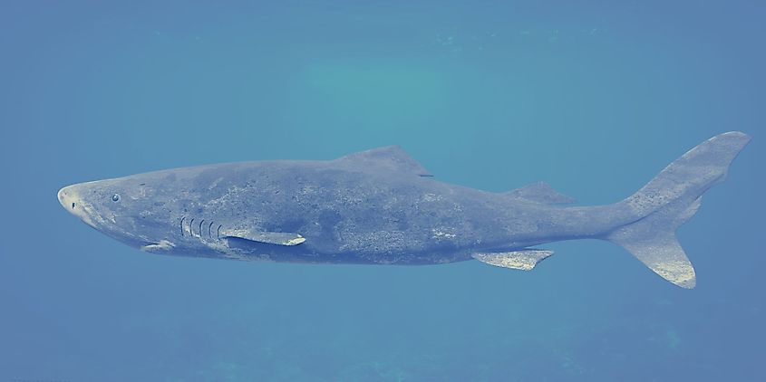 Greenland Shark