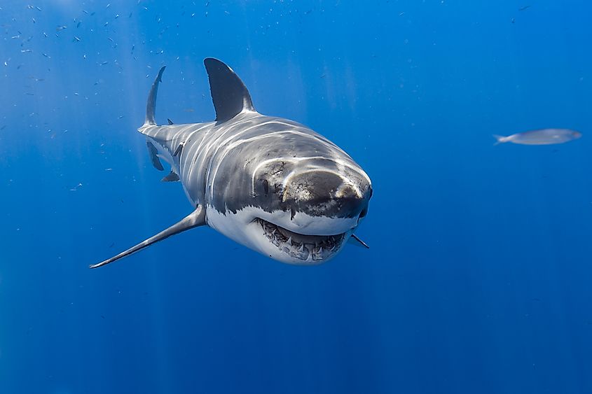 The great white shark.