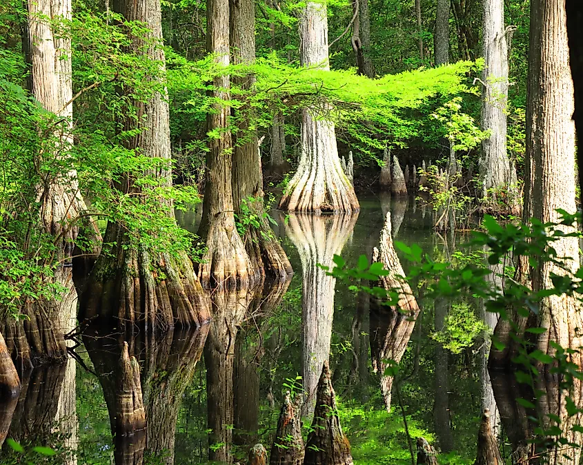 Cypress trees reflected in still swamp water beside a trail at First Landing State Park.