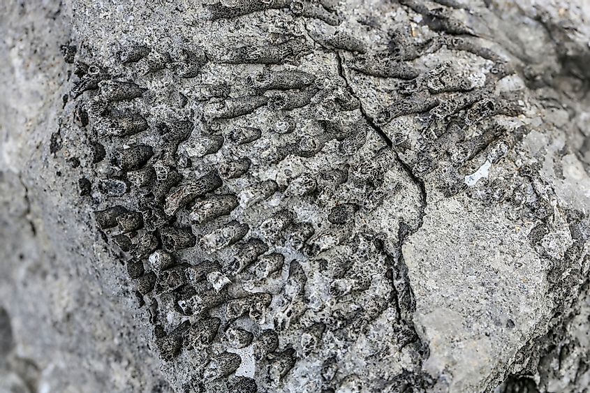 Fossilised coral in limestone.