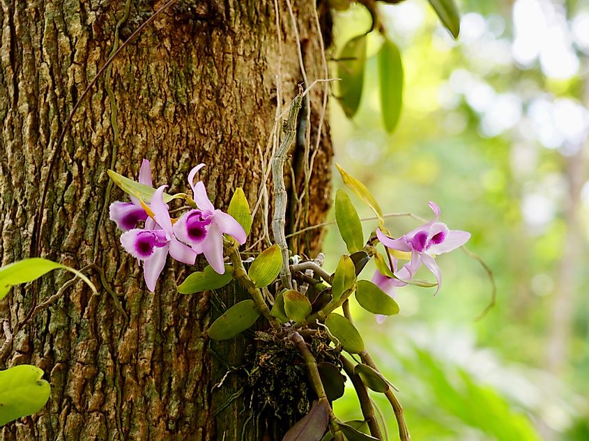 Orchid plan growing on a host plant.