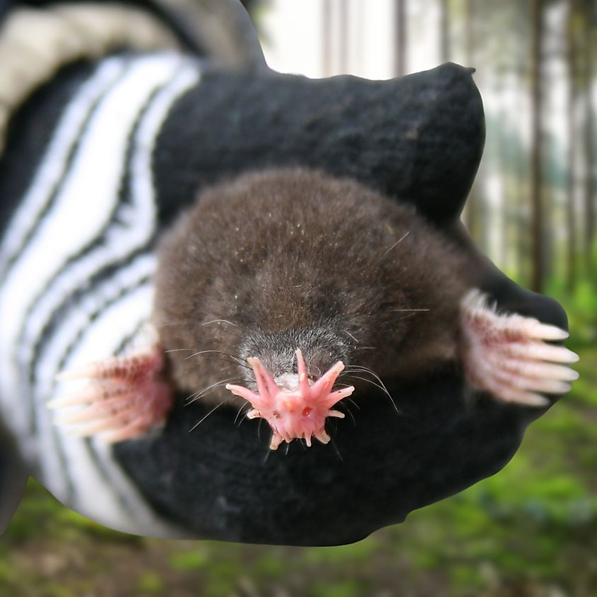 Close-up on the nose of a star-nosed mole.