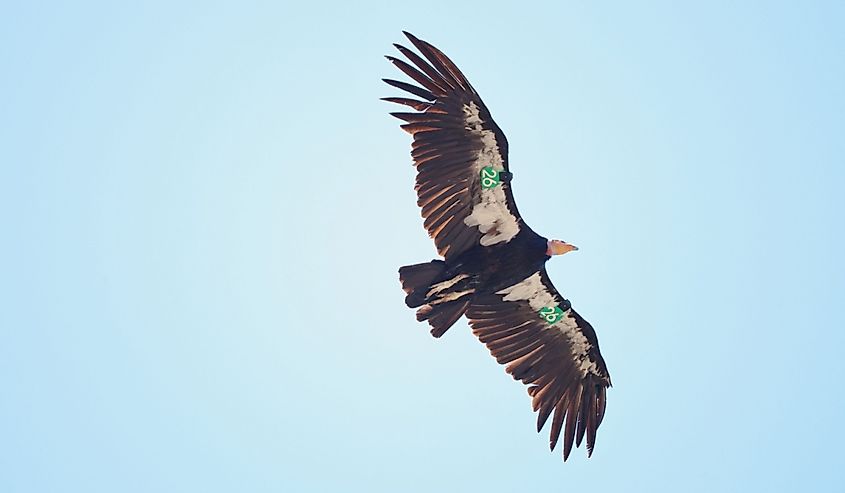 A wild, but tagged, condor soaring high above the cliffs of Pinnacles National Park in California