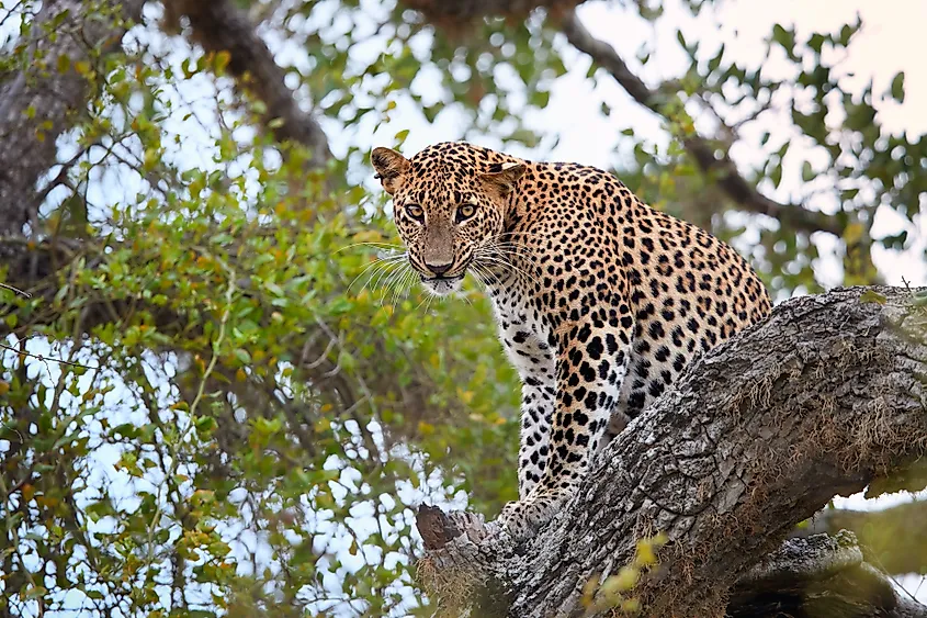 Panthera pardus kotiya, predator native to Sri Lanka.