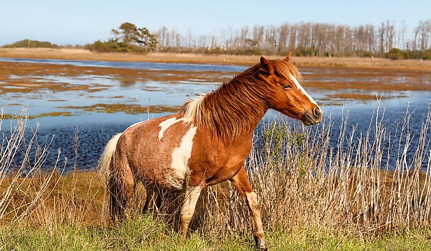 Chincoteague National Wildlife Refuge Showing Wild Horse Eating Grass, Virginia, USA.