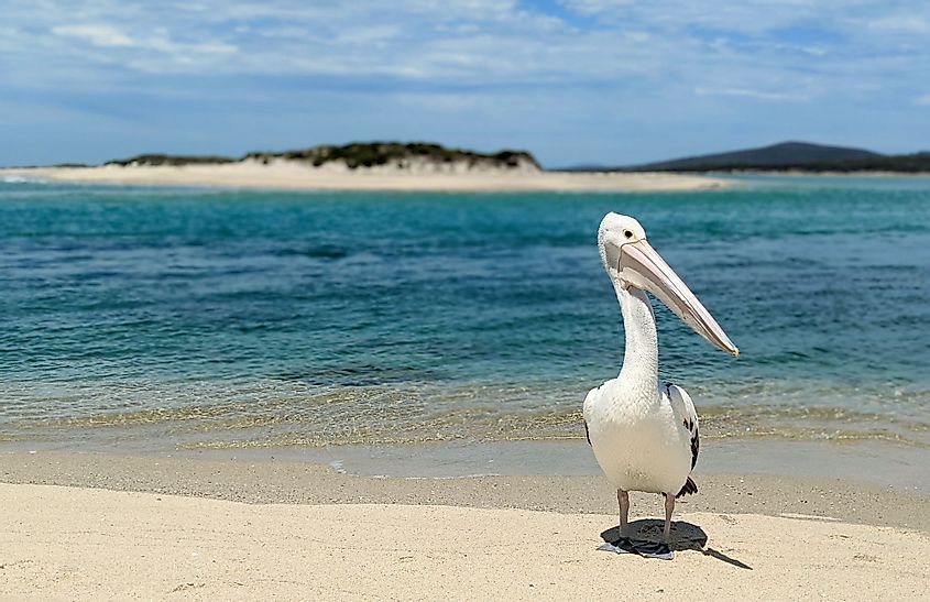 Pelican in Flinders Island, Tasmania