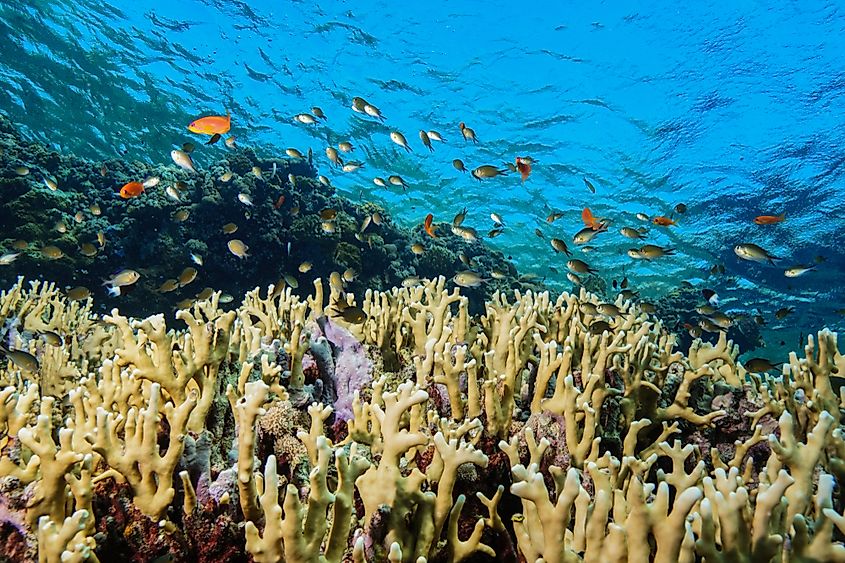 Coral reef and reef fish in the Red Sea off the coast of Egypt.