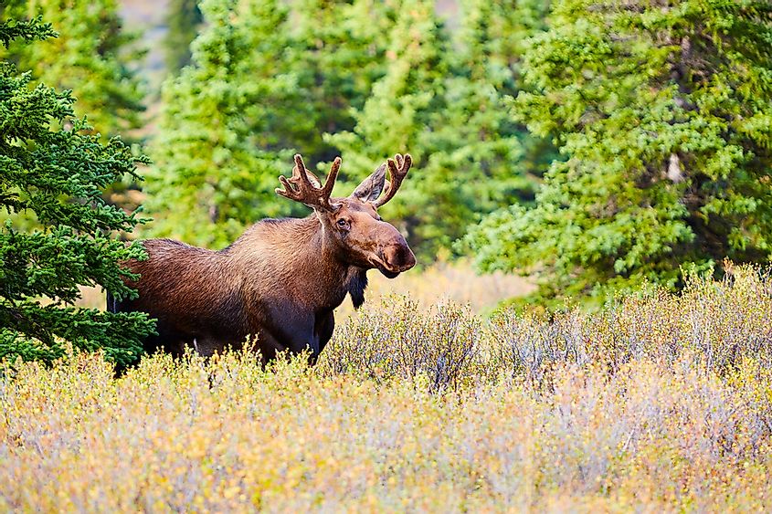 10 Most Dangerous Animals in Canada - WorldAtlas