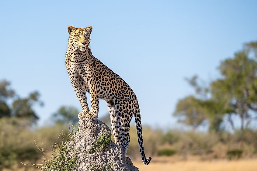 Leopard standing on a rock