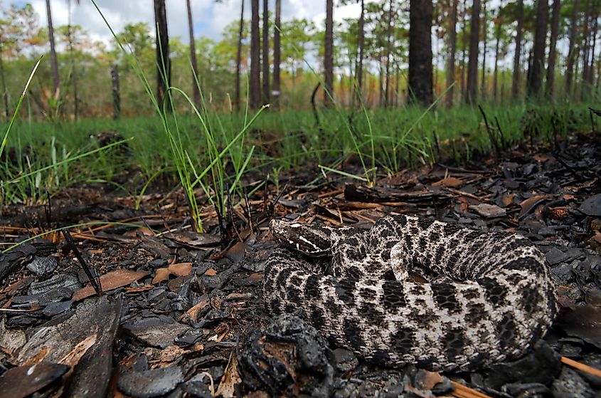 A dusky pygmy rattler in the leaf litter on the forest floor.