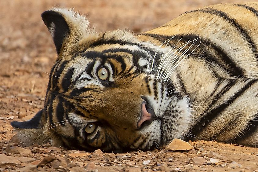 Tiger in Ranthambore National Park