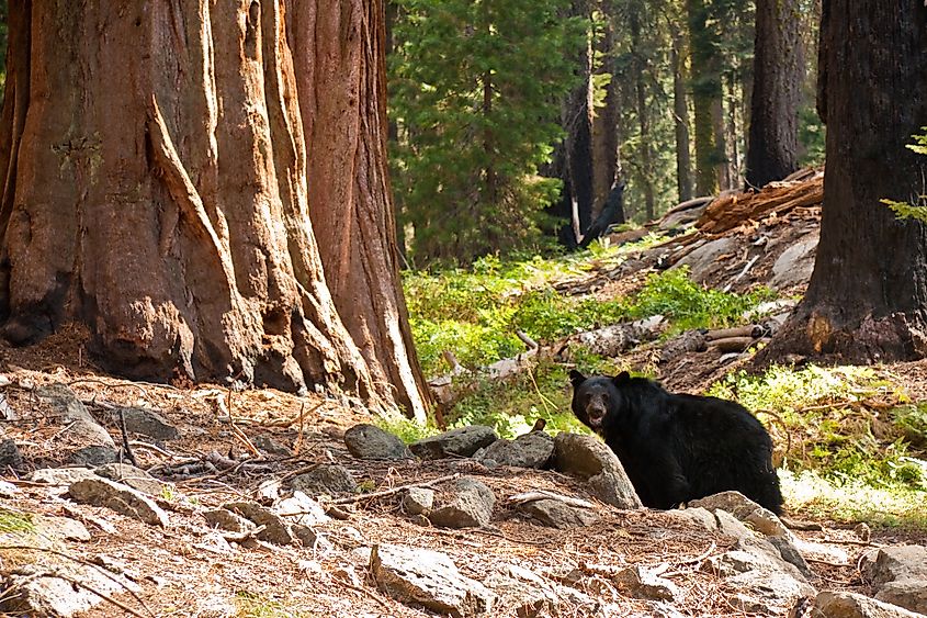 Coyote in Sequoia National Park