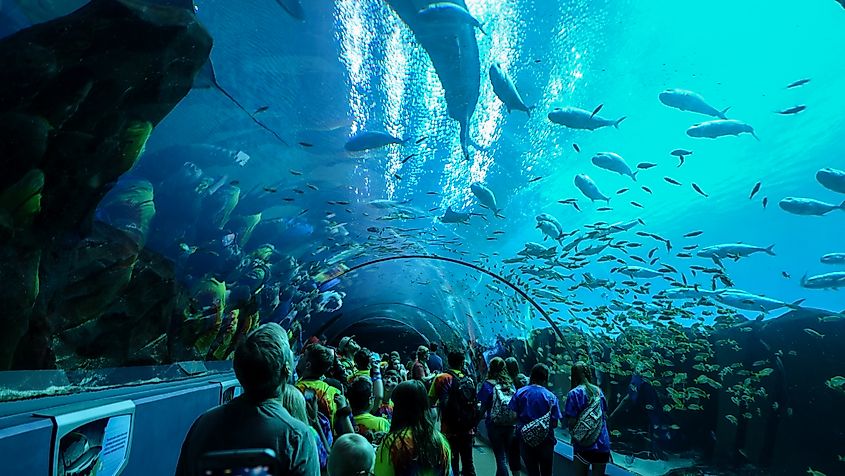 Ocean Voyager tunnel exhibit at Georgia Aquarium