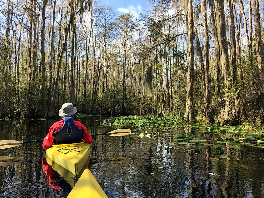 Kayaking through Okefenokee National Wildlife Refuge.