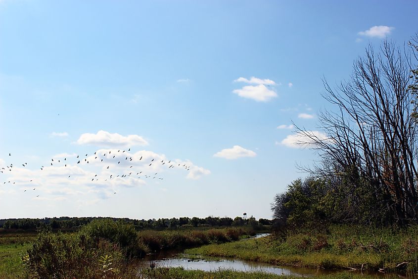 Sandhill Cranes at Allegan State Game Area Fennville Farm in Michigan