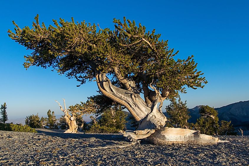 Great Basin National Park