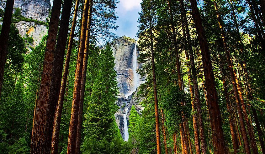 Водопады Йосемити за секвойями в национальном парке Йосемити, Калифорния