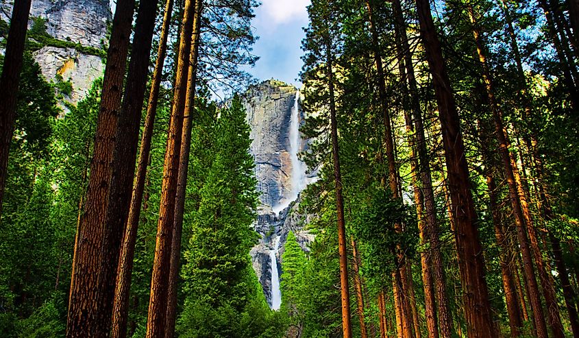 Yosemite Waterfalls behind Sequoias in Yosemite National Park, California