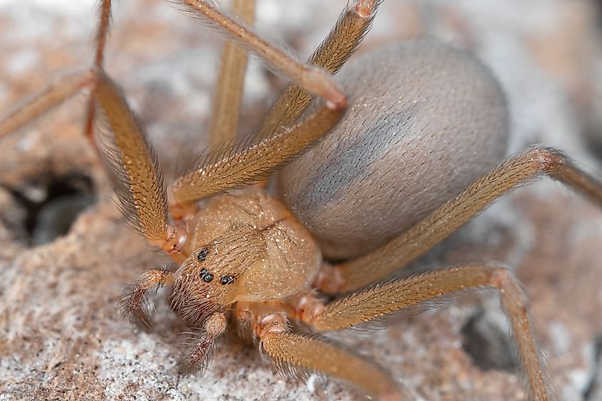 Desert recluse spider (Marshal Hedin from San Diego, USA, CC BY-SA 2.0 <https://creativecommons.org/licenses/by-sa/2.0>, via Wikimedia Commons)
