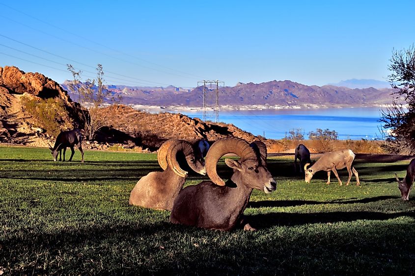 Bighorn sheep laying in grass with Lake Mead in the background.