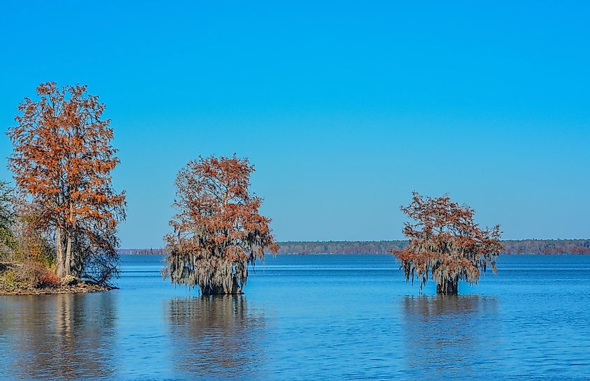 Cypress Trees with Spanish Moss growing on them. In Lake Marion at Santee State Park, Santee, Orangeburg County, South Carolina