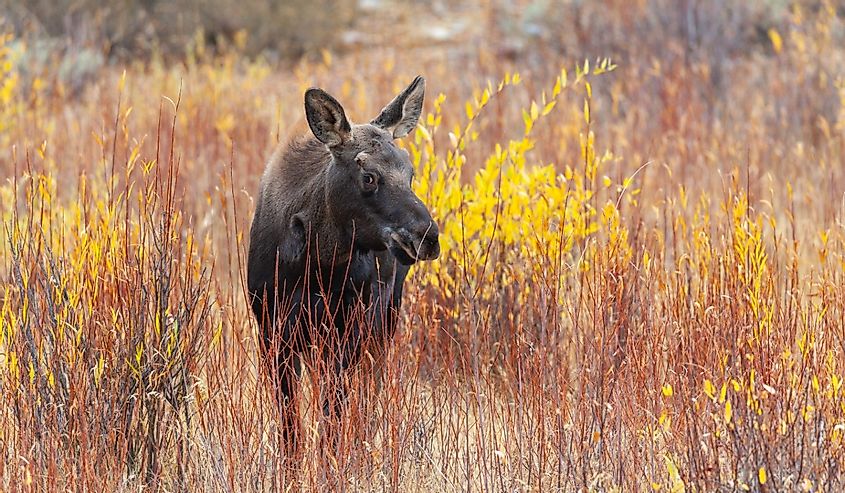 Gros Ventre Wilderness, WY - Oct. 10, 2018 - Moose calf near Gros Ventre Campground