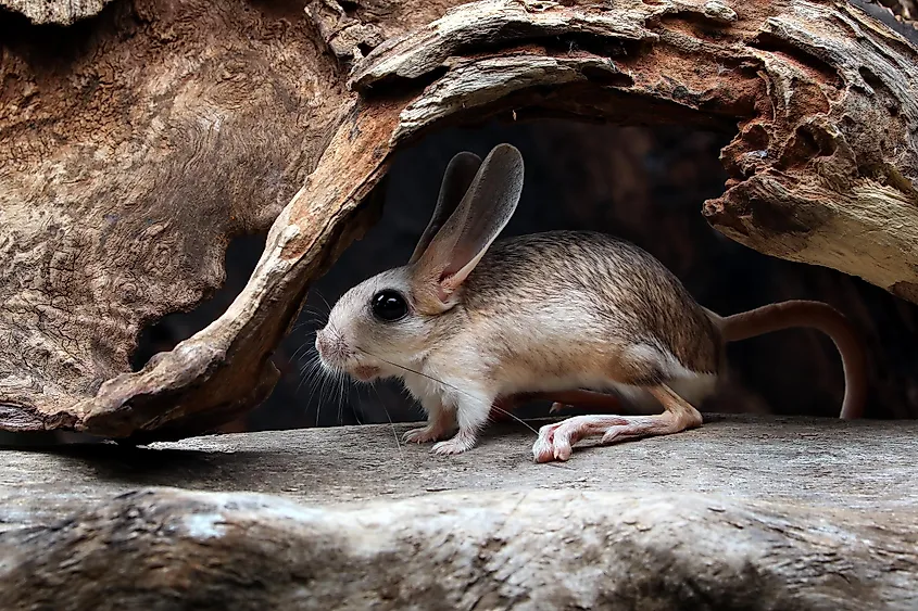 jerboa