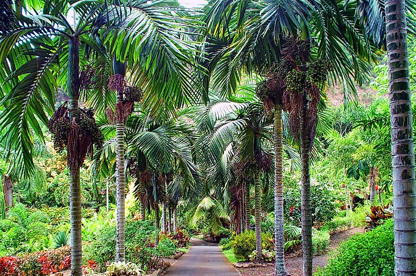 Maui Nui Botanical Gardens, Hawaii