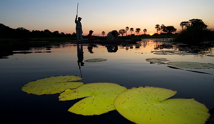 Water lilies on the Okovango Delta Waterway. 