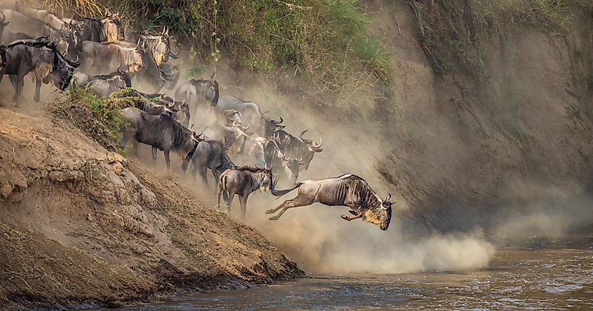 wildebeest migration Serengeti