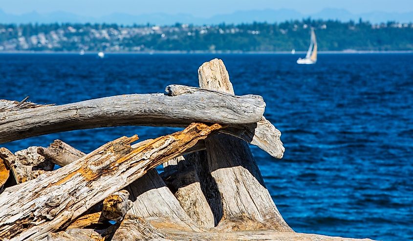 Fay Bainbridge Park, Bainbridge Island, Washington State. Gnarly driftwood faces the Puget Sound and a sailboat