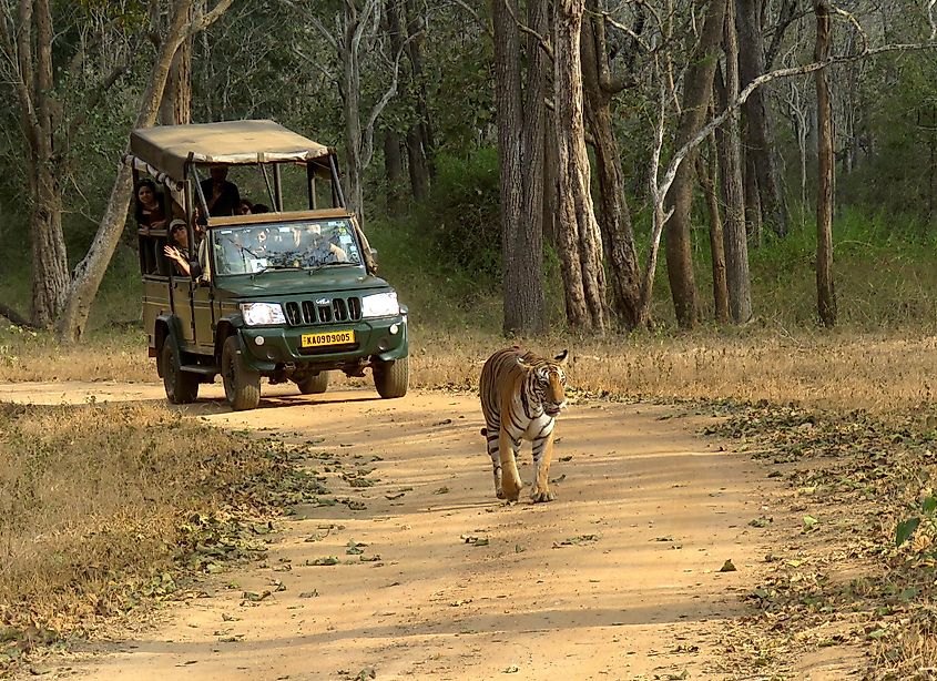 tiger tourism