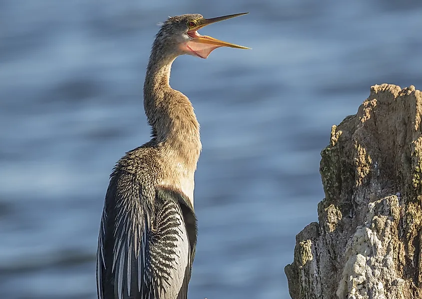 Anhinga