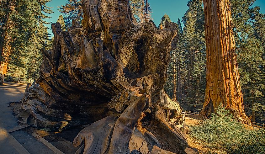A downed sequoia on the slopes of the Sierra Nevada. Credit: Virago Images/Shutterstock.com
