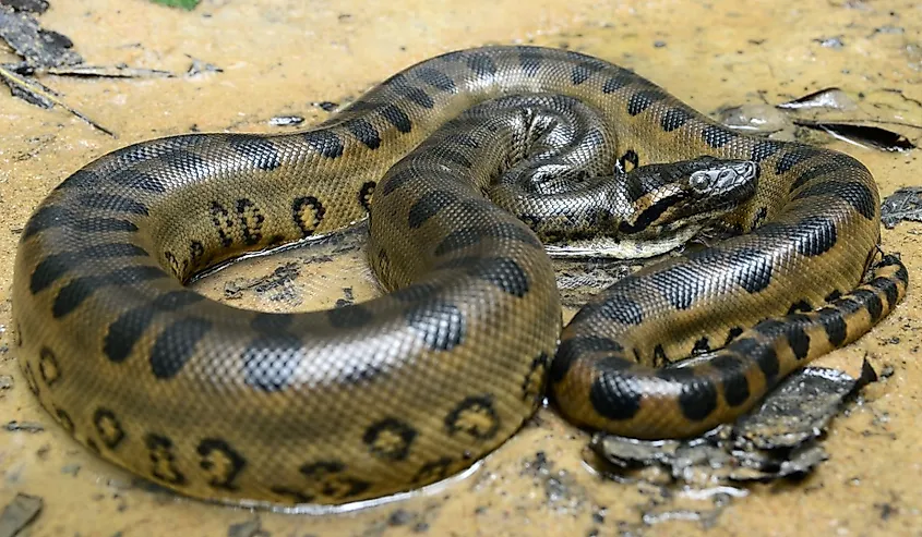 Green anaconda (Eunectes murinus) on the sand