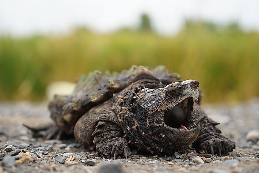 Alligator snapping turtle.