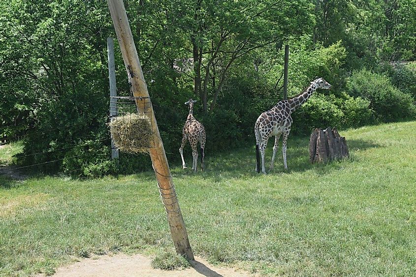 A mom and baby giraffe at the Fort Wayne Children's Zoo