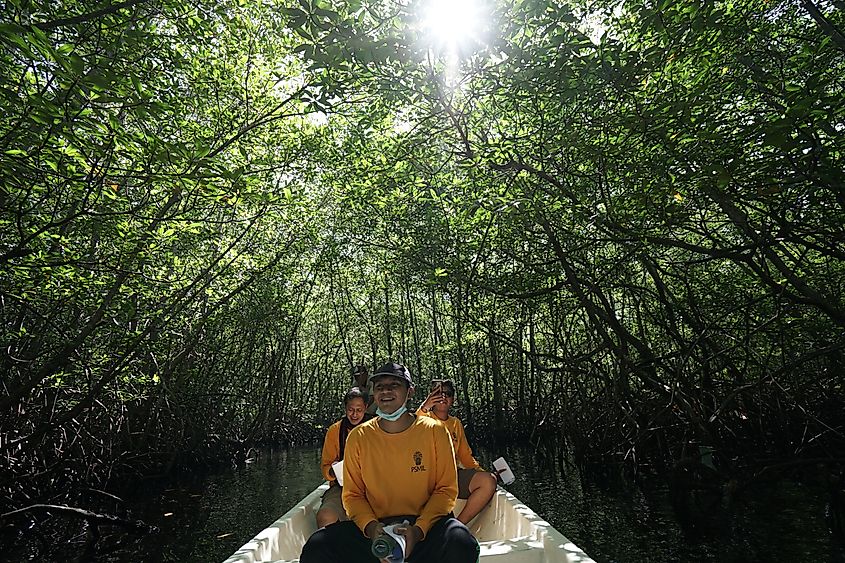 Researchers navigate a dense mangrove forest in Nusa Penida, Bali, conducting fieldwork to study and preserve coastal ecosystems