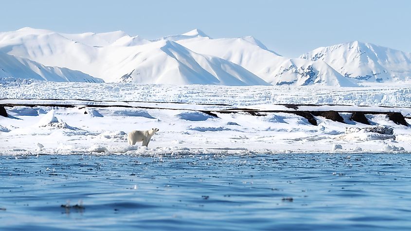 Adult female polar bear walks along the fast ice in Svalbard, a Norwegian archipelago between mainland Norway and the North Pole.