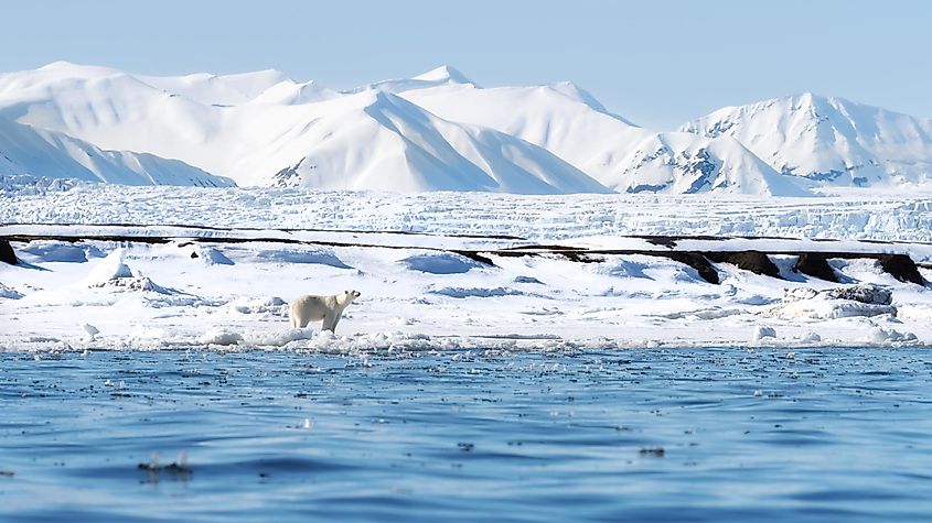 Adult female polar bear walks along the fast ice in Svalbard, a Norwegian archipelago between mainland Norway and the North Pole.