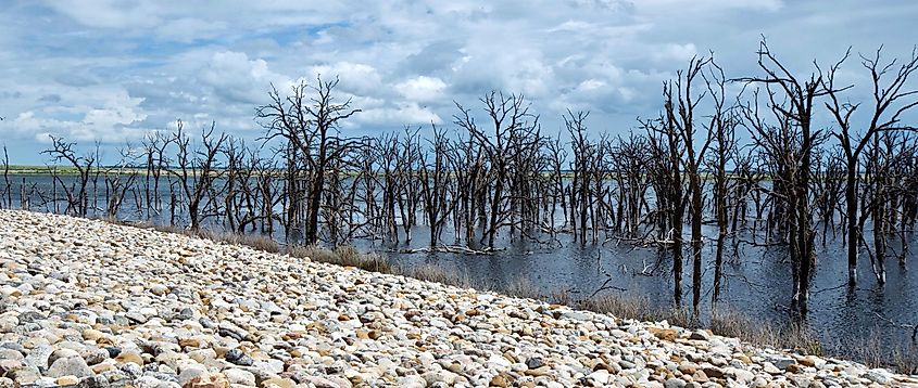 Eerie sight of barren trees surrounding Devil's Lake in North Dakota, USA.