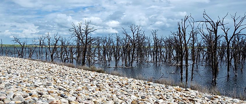 Barren trees on Devil's Lake, North Dakota, USA, creating an eerie sight.