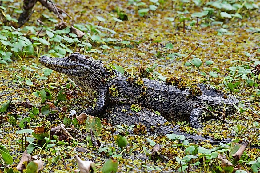 An alligator in a marsh near New Iberia, Louisiana