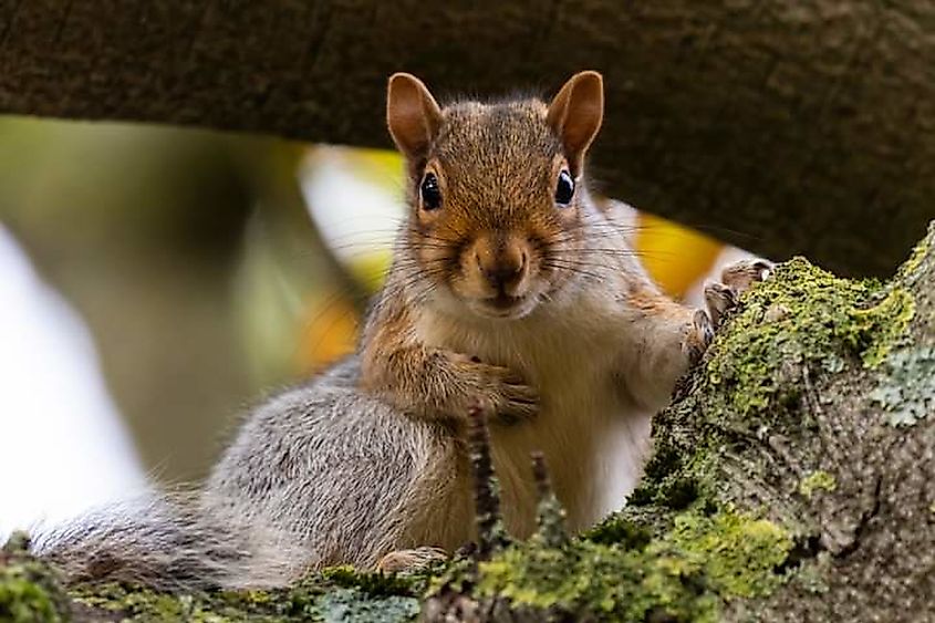 An adorable Eastern gray squirrel.