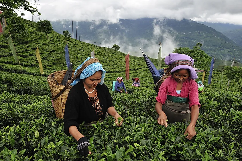 Women pick up tea leaves at a tea garden in Darjeeling, India