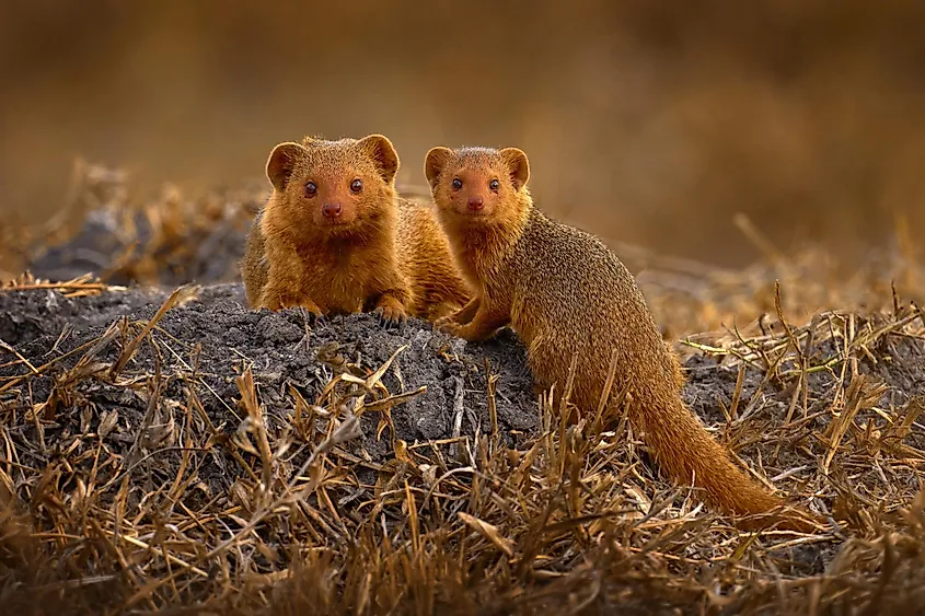 Dwarf mongoose, Helogale parvula, pair of animal near the hole nest, Suvuti, Chobe NP in Botswana. Mongoose in the nature habitat, Africa. Nature Wildlife.